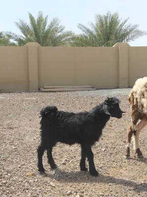 سخله سعيديه