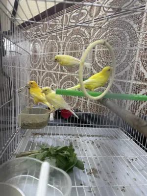 5 حبات كناري