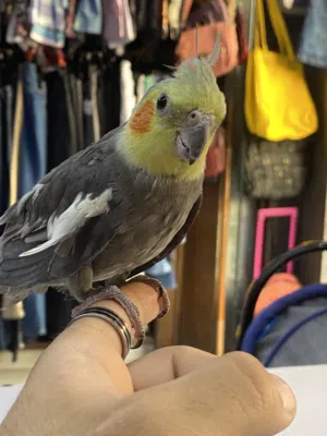 طائر كوكتيل للبيع