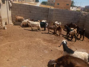 جديان للبيع