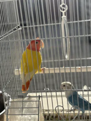 طيور حب للبيع love birds for sale