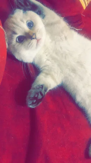 قط سكوتش فولد ابيض