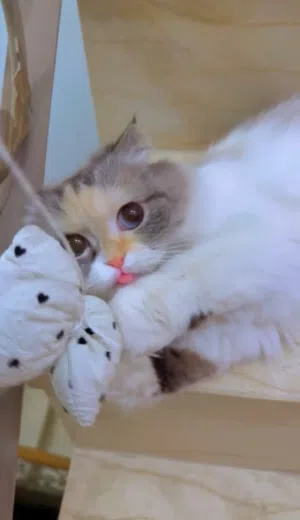 بيعه سريعه