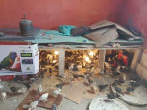 صوص عمر شهر 350 حبه ماخذت جميع المطعيم  بصحه نظيفه  مطلوب  في حبه 1/25 دينار