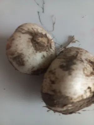 الكراث الجبلي