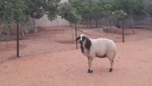 فطيمه وطنيه ربي يبارك عمرها ف7شهور ونص سلاله مشالله سليمه العيوب..