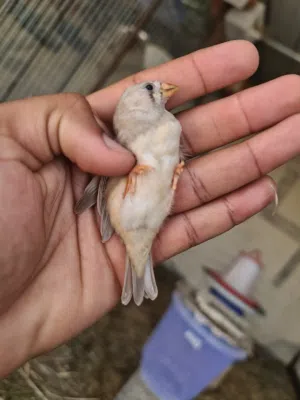 للبيع طيور زيبرا مجموعة محلي مضمون