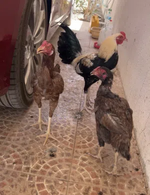 Pakistani Chickens for Sale Location Buraimi / Best cheap price