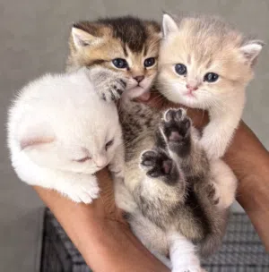Kittens two month old