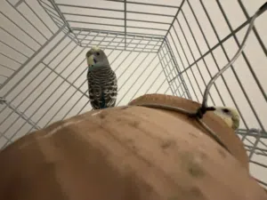 I am selling budgies and a guinea pig for 450 dirham  urgent sale