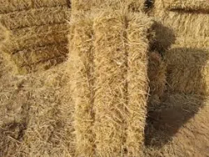 المرج الاخضر للاعلاف ام العمد