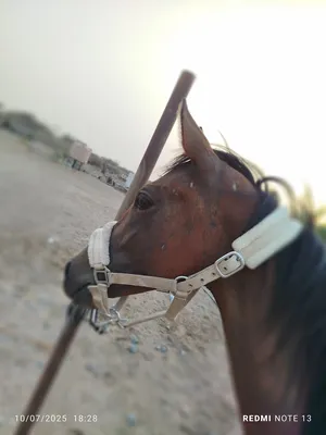 ‏خيل‏4