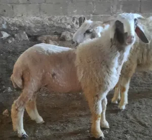 خروفين للبيع