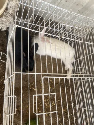 Rabbit for sale