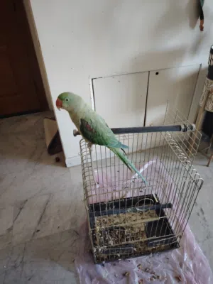 كاسندرا للبيع
