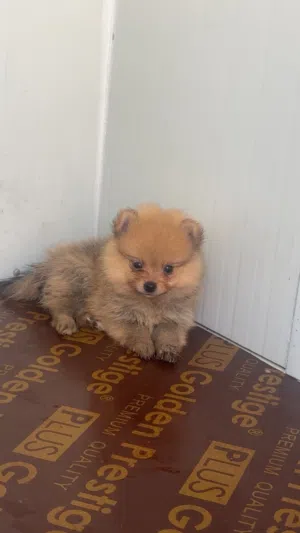 Purebred Pomeranian Puppy