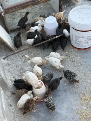 صيصان جاج للبيع