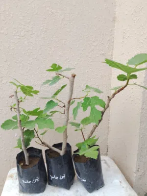 شتلات تين جاسم السوري تين برون تركي