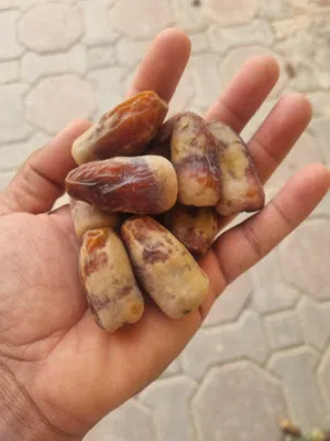 سح نغال جريجرو