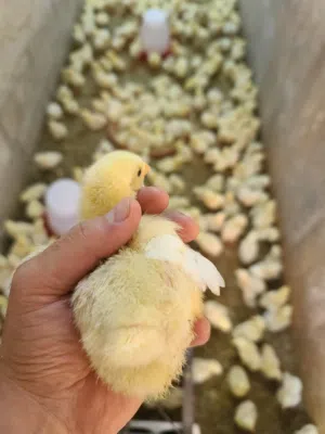 موجود( كل اسبوع ) صوص لاحم / تسمين عمر يوم واحد ماخذات اللقاح داخل البيضه اقرا الوصف