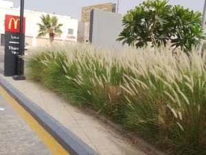 landscaping garden and maintenance