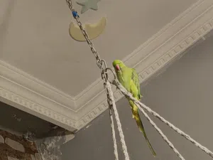 ببغاء درة هندي جامبو اليف