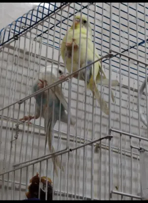 للبيع طيور هند