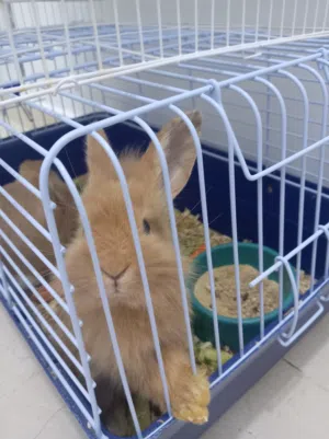 2 Rabbits and 2 Cages