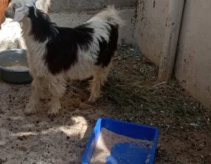 بيع سخله  160