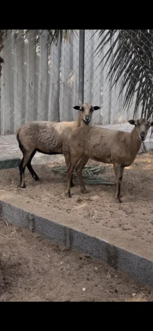 اناث وعول كاميرون عمر صغير وجاهزات للانتاج بس حط وياهن فحل وخذ انتاج