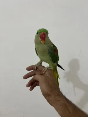 دره نيبالي نثيه