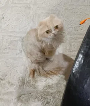 للبيع قط سكوتش فولد ذكر
