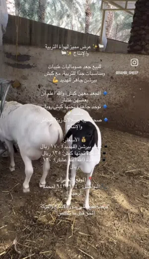 للبيع جعد صوماليات طيبات ومناسبات جدًا للتربية، مع كبش بيرشن جاهز للهديد