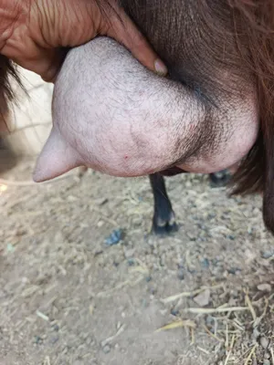 Goats0
