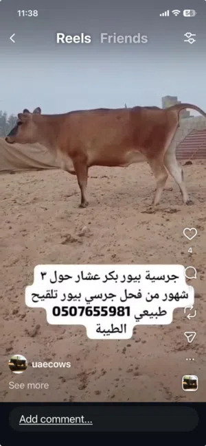 جرسية بيور بكر وعشار ب 16000