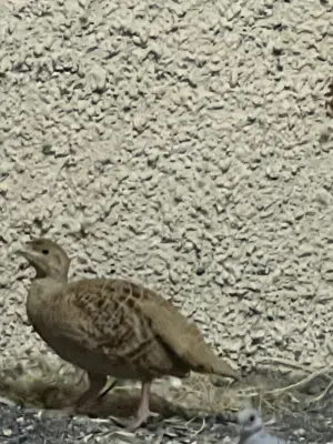 للبيع صفرد أنثى منتجه
