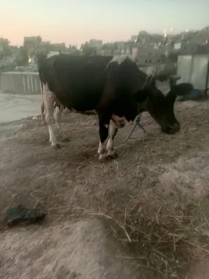 ‏أبقار‏0