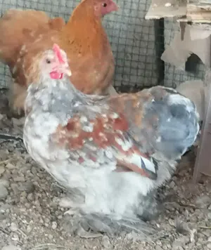 كوش القزم ودجاج باكستاني