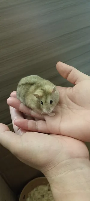 Hamsters0