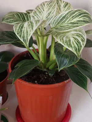 Indoor plant 5kd