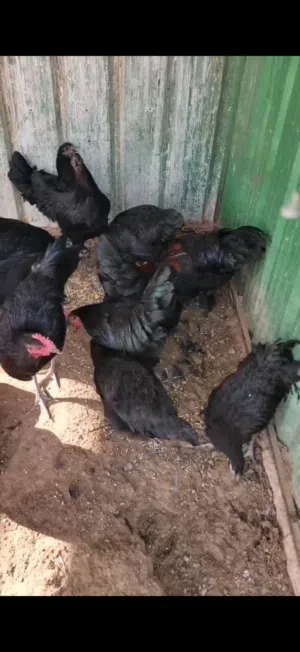 مجاميع عربي قديم وعراقي