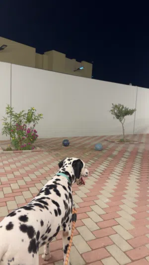 كلب الدلميشن تواصل واتساب