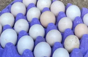 بيض هجين فرنسي مخصب