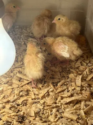 فروخ كويل تكساس امريكي