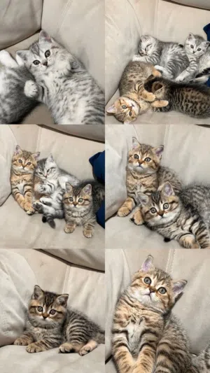 قطط سكوتش ستريت جولدن ny24 وبريتش سيلفر شدد العمر شهرين لعوبين متفاعلين اليفات جدا مع فل بكج