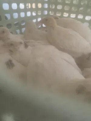 الحجل البريطاني