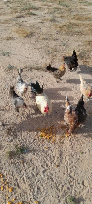 دجاج ربي يبارك الدجاج النطيف