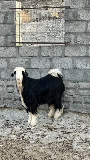 تيس رحبي محقوص