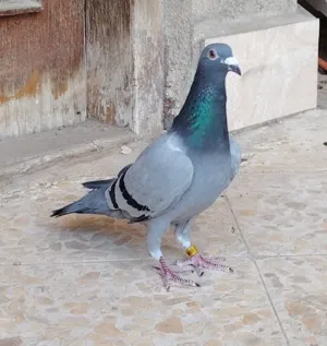 زاجلية موديل 2019