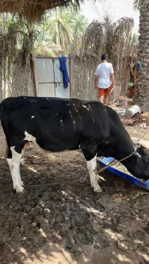 ثور نمساوي للبيع